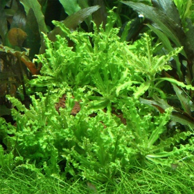 Rostlina Pogostemon Helferi