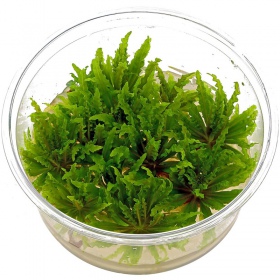 Pianta Pogostemon Helferi in InVitro