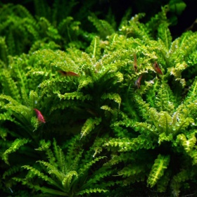 Pianta Pogostemon Helferi in InVitro