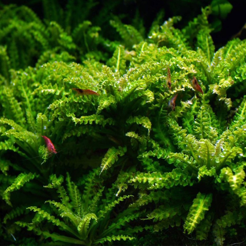 Pogostemon Helferi - Taime detail