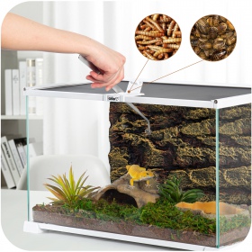 Terrarium OiiBO 50x30x25cm - idealne dla małych zwierząt