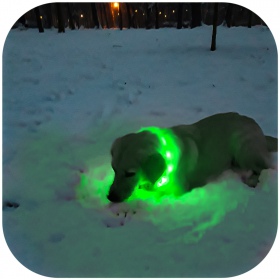 Hilton Flash Collar GREEN - obroża świecąca LED od 15cm - 55cm