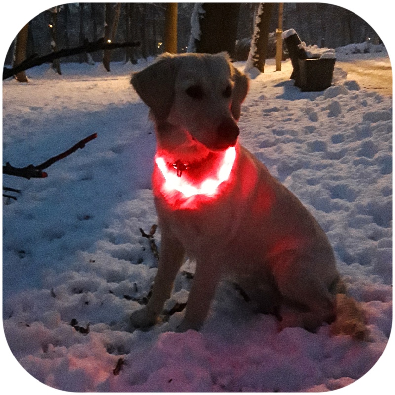 Hilton Flash Collar in Red - Adjustable LED Safety