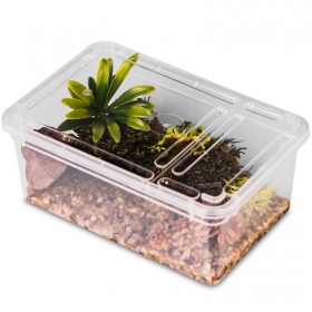 Terrario Reptiland - plastikowe terrarium 19x12x7,5cm