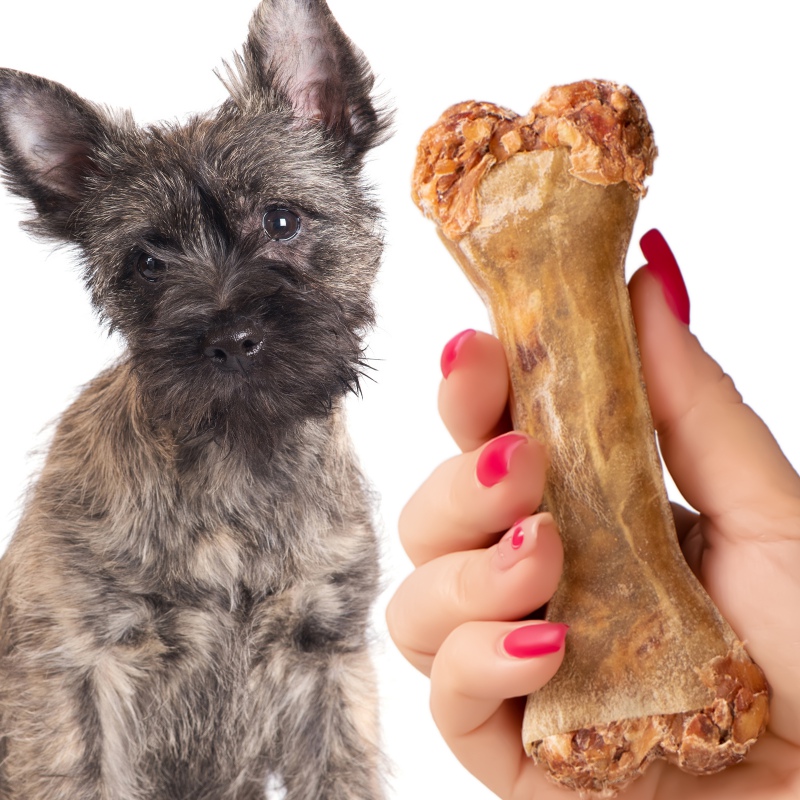 Dogario Bonni Tasty Bone M - Brinquedo para cães