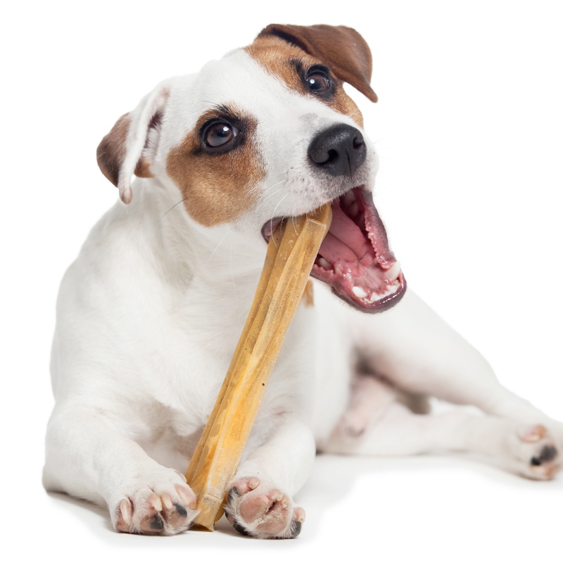 Dogario Bonni Tasty Bone L para cães