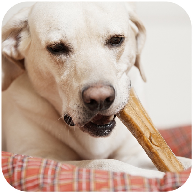 Dogario Bonni Tasty Bone L para cães