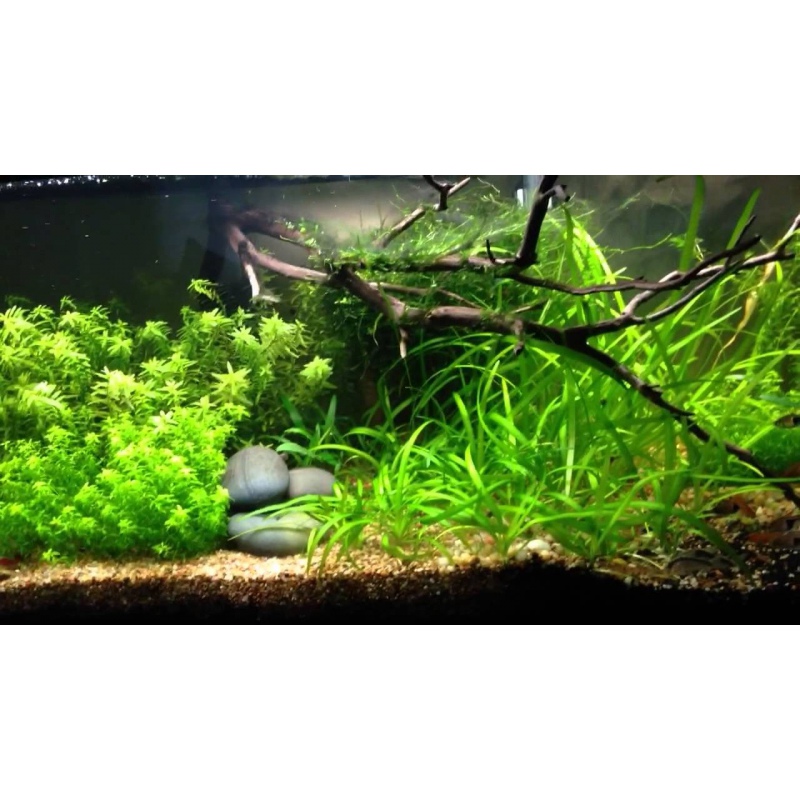 Flusskies 2-3mm für Aquaristik & Glasgärten