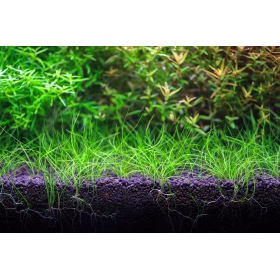 NEO Soil Shrimp Powder 3l - substrato per acquari