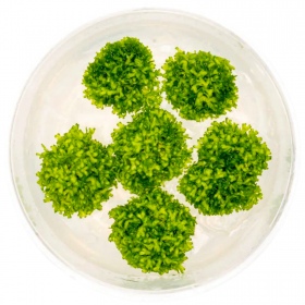 Eco Plant Riccia Fluitans - Muda Invitro