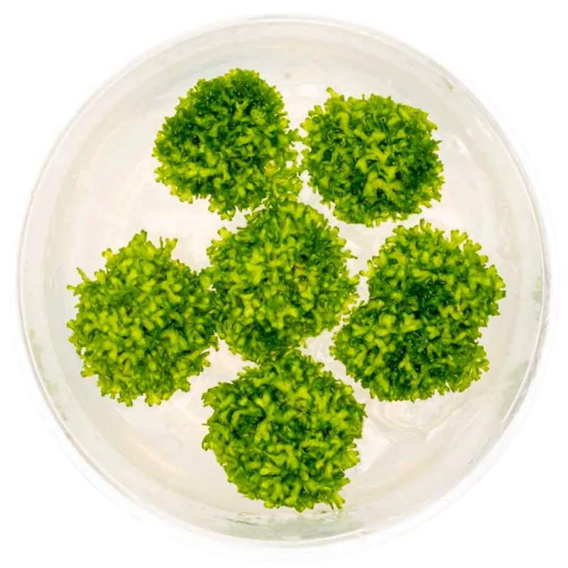 Eco Plant Riccia Fluitans - in vitro taimi