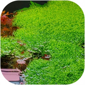 Eco Plant Riccia Fluitans - Rostlina invitro