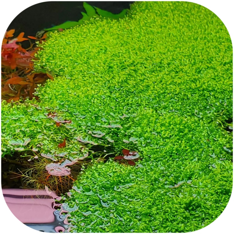 Eco Plant Riccia Fluitans - Moosrasen