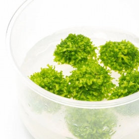 Eco Plant Riccia Fluitans - Muda Invitro