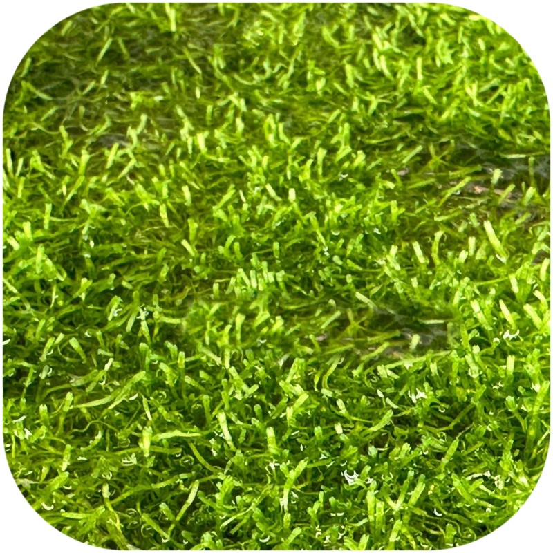 Eco Plant Riccia Fluitans - Moosrasen