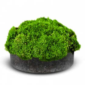 Eco Plant Riccia Fluitans - Moosrasen