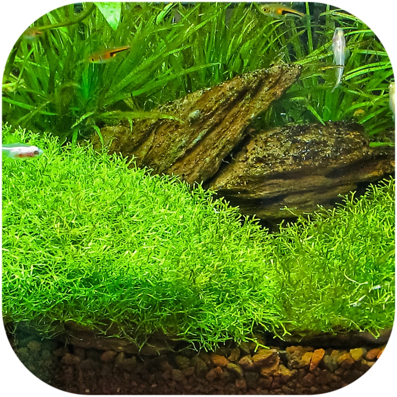 Eco Plant Riccia Fluitans - Moosrasen