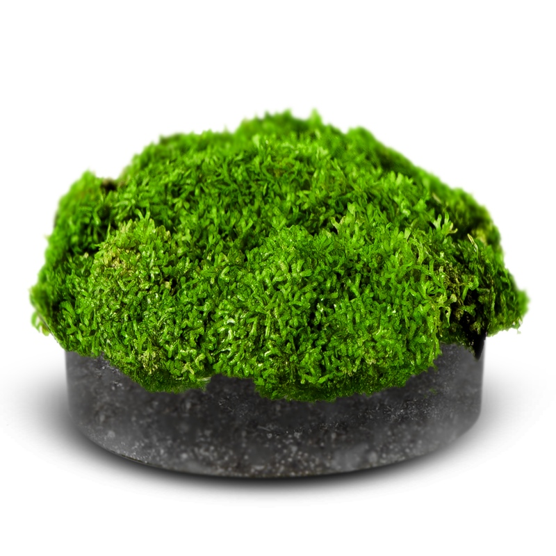 Eco Plant Riccia Fluitans - plante i kopp