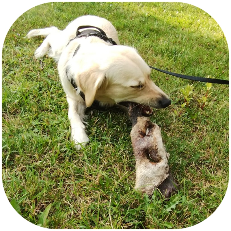 Dried beef nose and cheeks for dogs