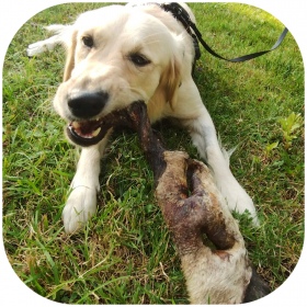 Dried beef nose and cheeks for dogs