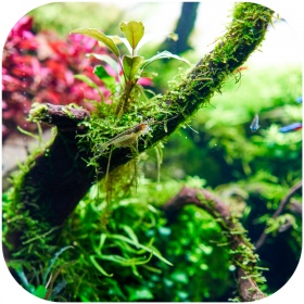 Shizen Essence J-roots L for aquariums