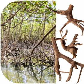 Wurzel Rhizophora XS - Rote Mangrove