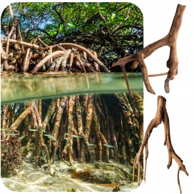 Wurzel Rhizophora XS - Rote Mangrove