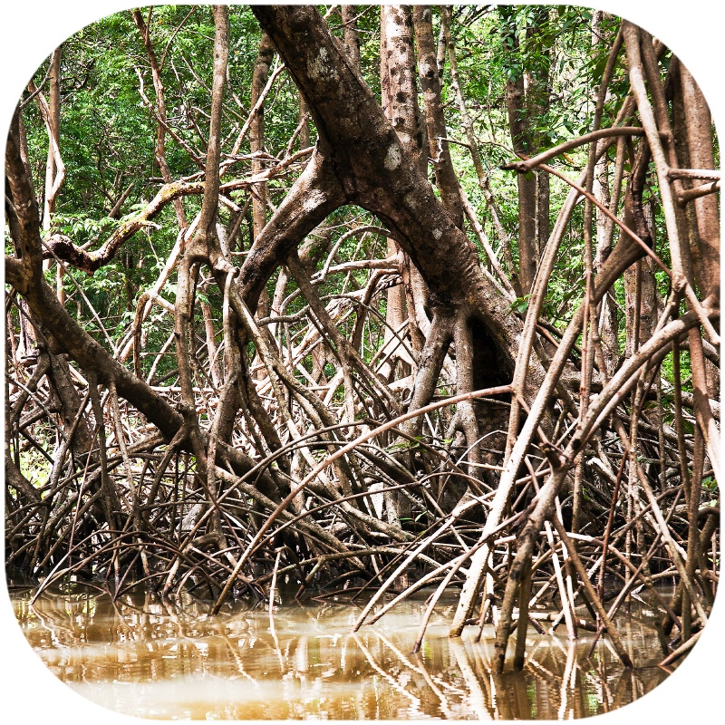 Rhizophora mangle "the Red Mangrove" - korzeń XS