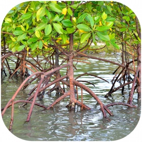 Rhizophora mangle "the Red Mangrove" - korzeń M