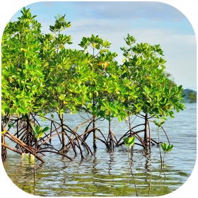 Rhizophora mangle "the Red Mangrove" - korzeń M