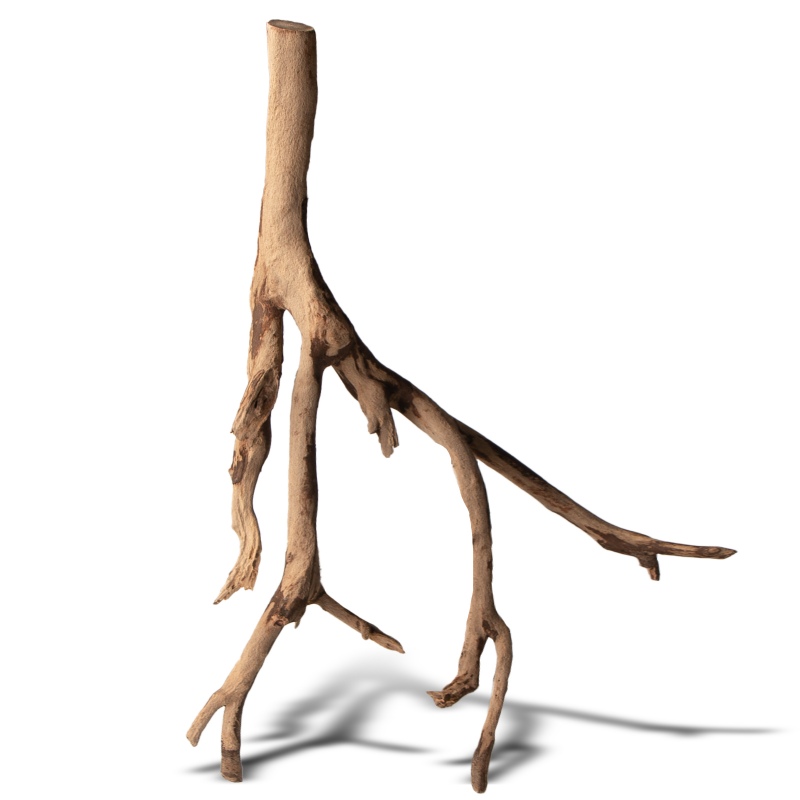 Rhizophora mangle punane mangrov juur