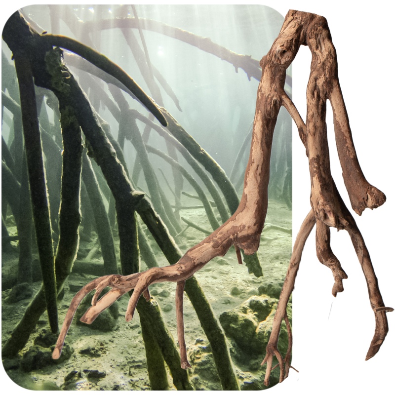 Racine de mangrove Rhizophora mangle M