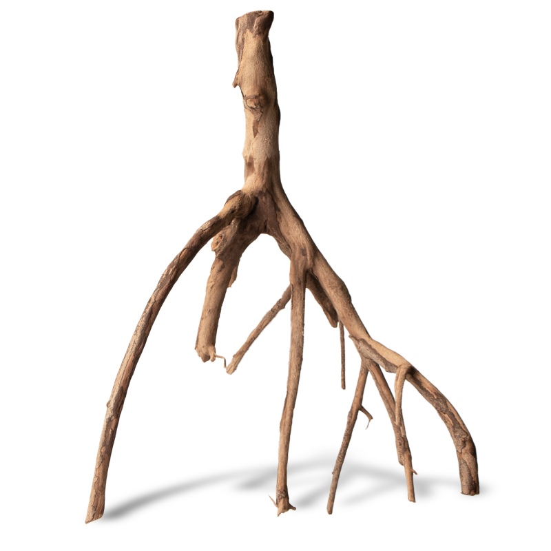 Rhizophora mangle punane mangrov juur