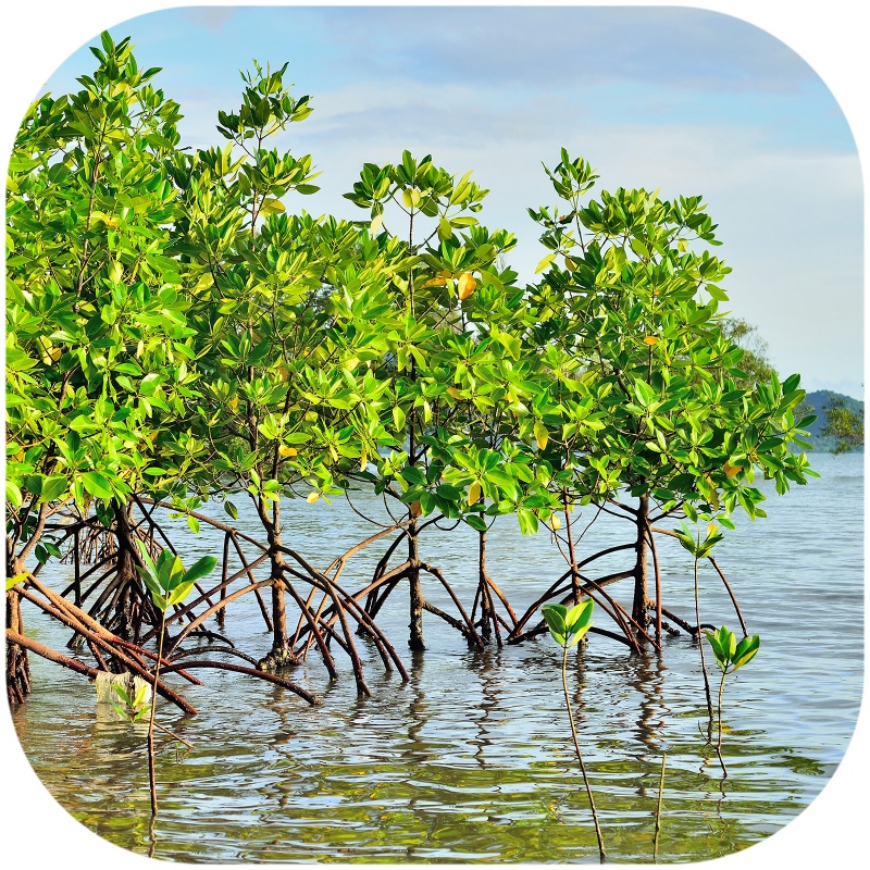 Rhizophora mangle rot L - Rød mangrove