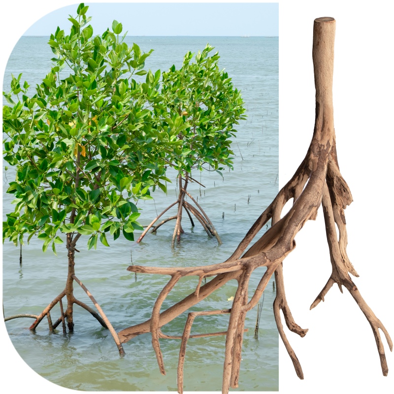 Rhizophora mangle red mangrove root