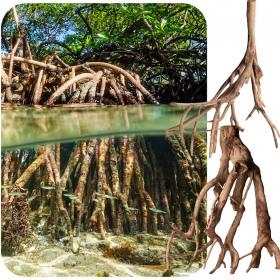 Rhizophora mangle rot L - Rød mangrove