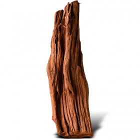 Philippines Classic Driftwood - drzewo mangrowca z wody XXS ok.10cm