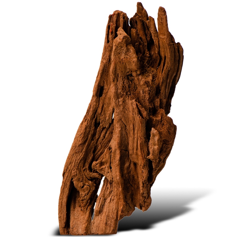 Philippines Classic Driftwood - drzewo mangrowca z wody XXS ok.10cm