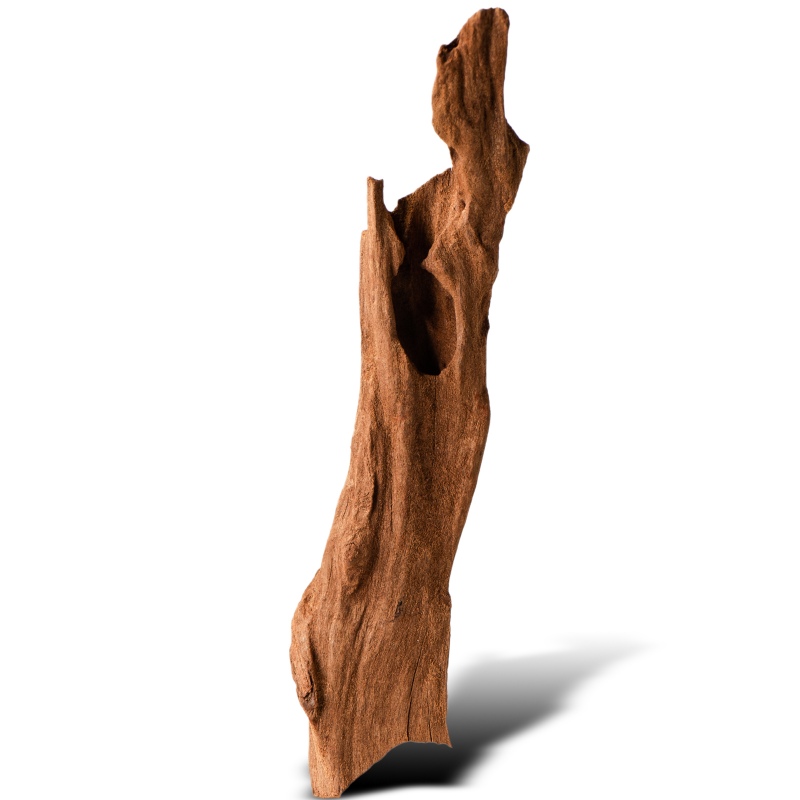 Philippines Classic Driftwood - drzewo mangrowca z wody XXS ok.10cm