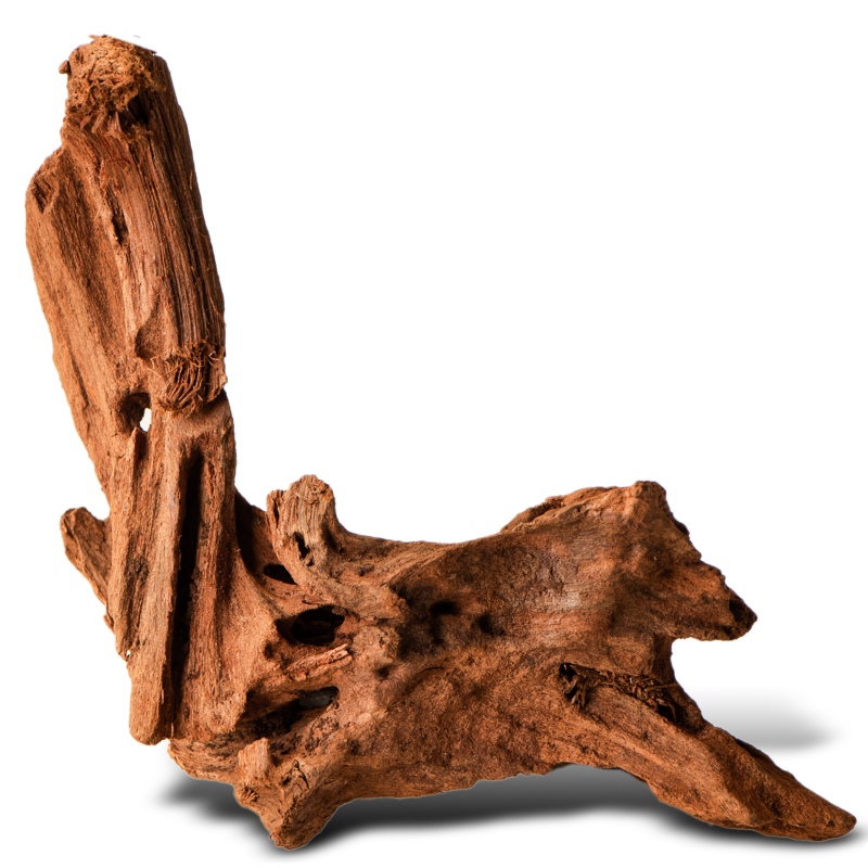 Philippines Classic Driftwood - drzewo mangrowca z wody XXS ok.10cm