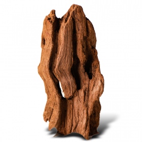 Philippines Classic Driftwood - drzewo mangrowca z wody XXS ok.10cm