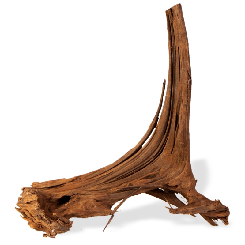 Philippines Classic Driftwood - drzewo mangrowca z wody S ok.20cm