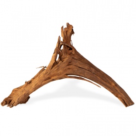 Classic driftwood from the Philippines