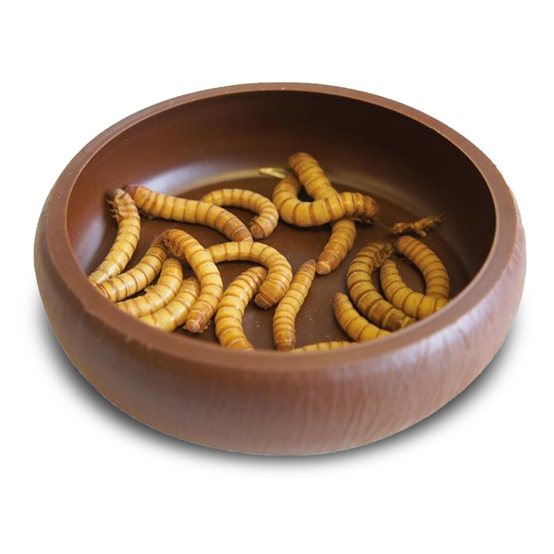 Komodo Mealworm Dish - Feeding Bowl for Reptiles