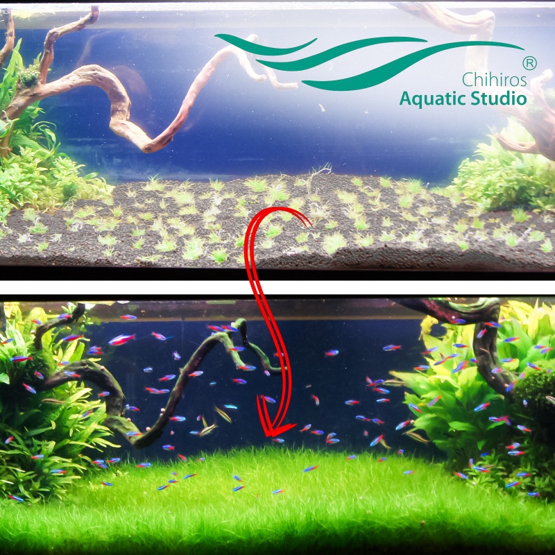 Chihiros Aqua Soil 3L for planted aquariums