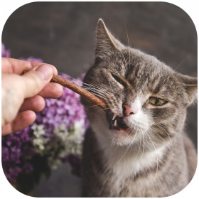 GimCat Sticks 95% Fleisch - Leckerli für Katzen