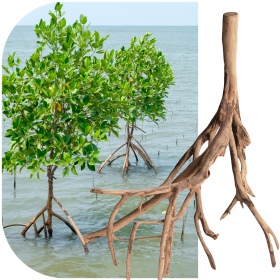 Racine Rhizophora mangle - Mangrove Rouge