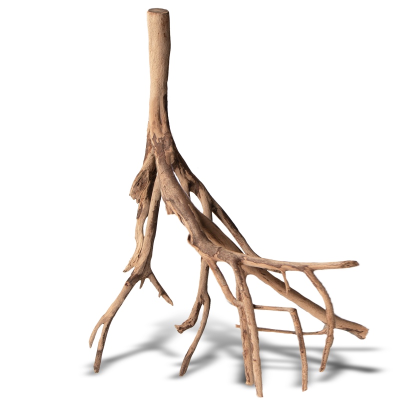 Rhizophora mangle root - Red Mangrove S