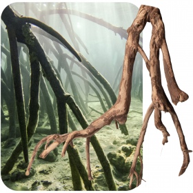 Racine Rhizophora mangle - Mangrove Rouge