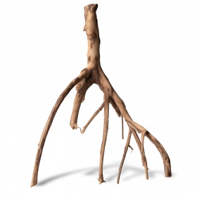 Корень Rhizophora mangle 'Красный мангровый'